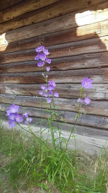 Фото номера Дом с 2 спальнями Дома для отпуска Romantic HOLIDAY HOME in the pine forest г. Скулте 53